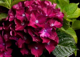 royal red purple